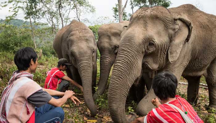 Elephant keeper in Thailand charged after Spanish tourists death