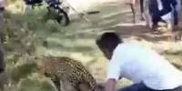 گاؤں میں گھُسنے والے تیندوے کو ایک شخص نے دُم سے پکڑ لیا، ویڈیو وائرل
