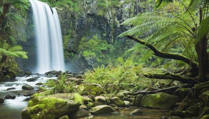 Daintree Rainforest