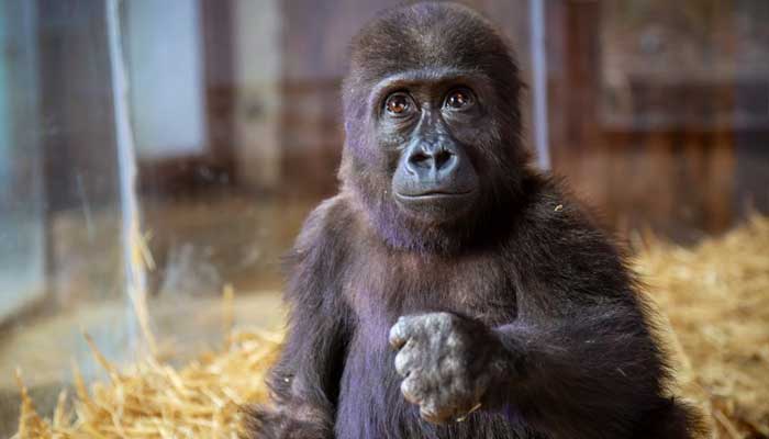 Young gorilla rescued from flight cargo at Turkey airport