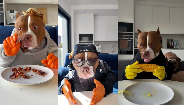 Meet Biggie, the dog who masters dining etiquette better than most humans