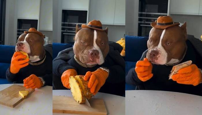 Meet Biggie, the dog who masters dining etiquette better than most humans