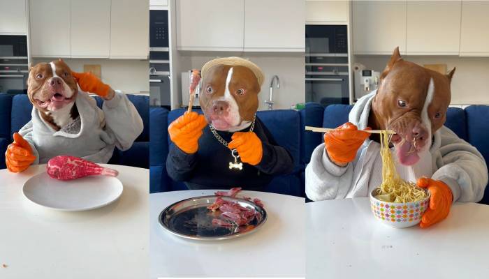 Meet Biggie, the dog who masters dining etiquette better than most humans