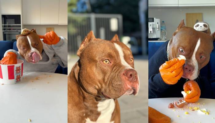 Meet Biggie, the dog who masters dining etiquette better than most humans