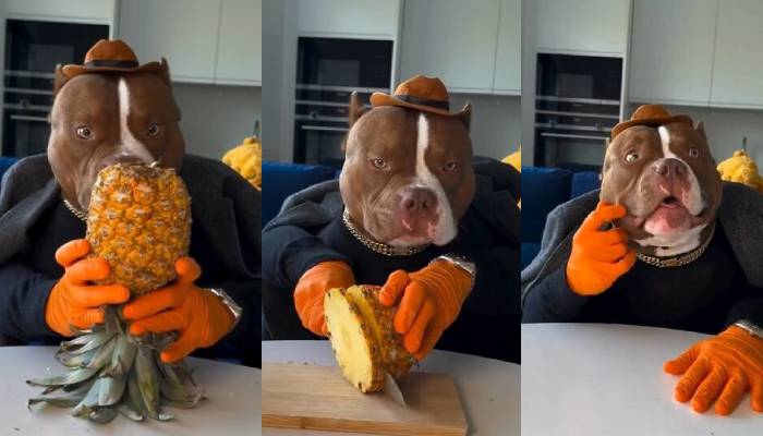 Meet Biggie, the dog who masters dining etiquette better than most humans