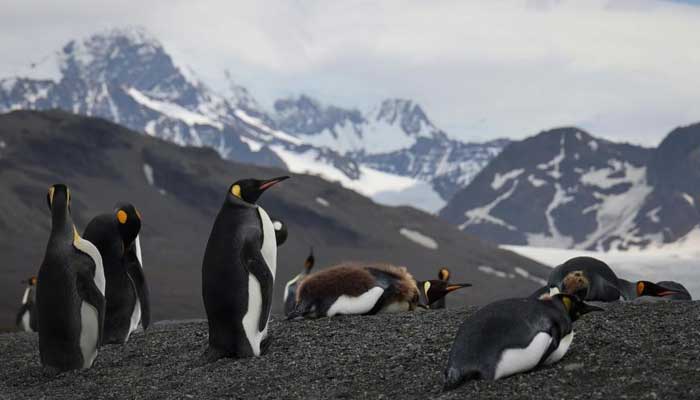 World biggest iceberg puts millions of penguins in danger with possible clash