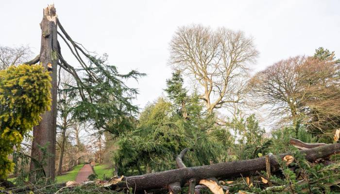 Storm Èowyn destroys historic 166-year-old tree linked to Queen Victoria