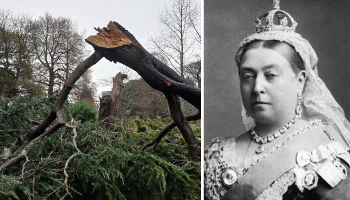 Storm Èowyn destroys historic 166-year-old tree linked to Queen Victoria