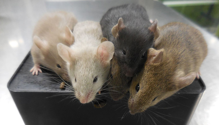 Chinese researchers in historic experiment create first mouse with two fathers