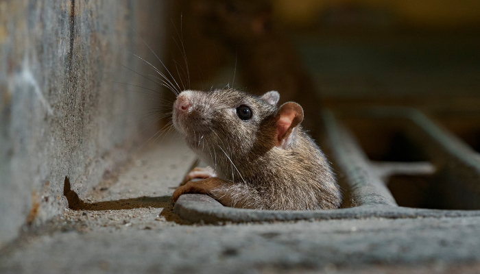 Climate change fuels rat populations in cities worldwide