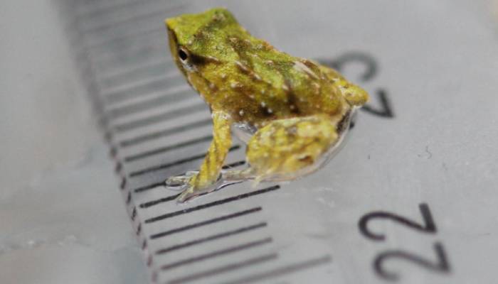 Male frogs make historic 7,000-mile journey to give birth to 33 tiny froglets