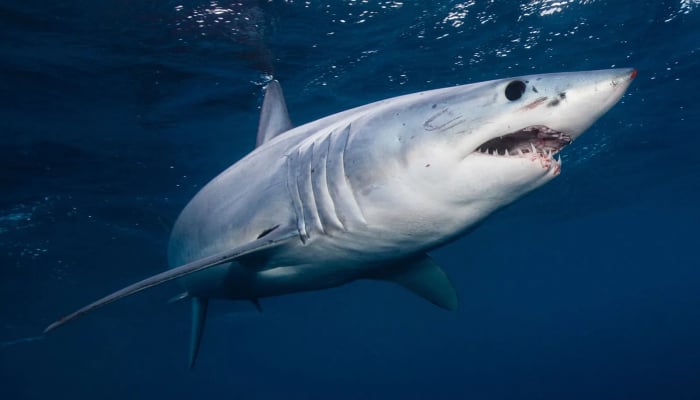 Shark attack off Australian coast claims teenage girls life