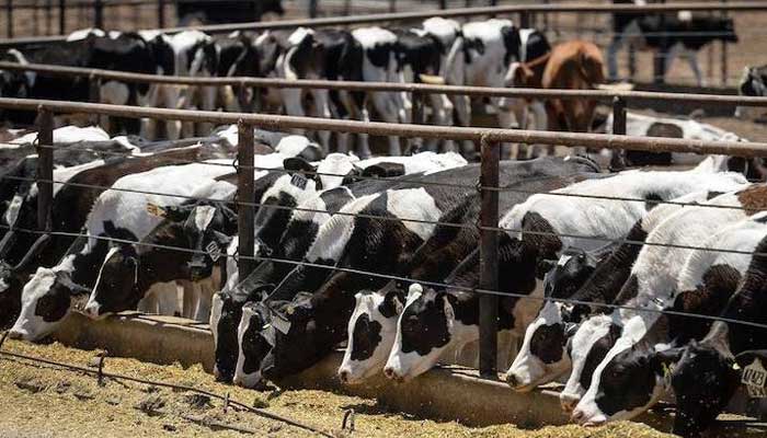 Bird flu variant in dairy cows sparks concern among health expert