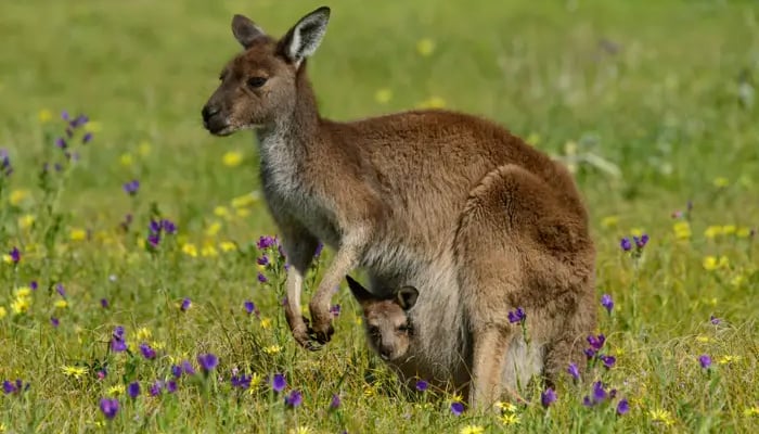 Australian scientists in a historic breakthrough produced the first kangaroo embryo using IVF