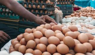 امریکا میں 1 لاکھ انڈے چوری