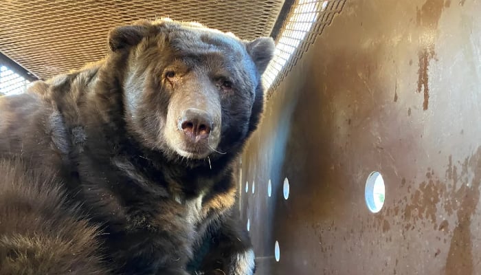 California man discovers 525-pound Barry under home after LA fires