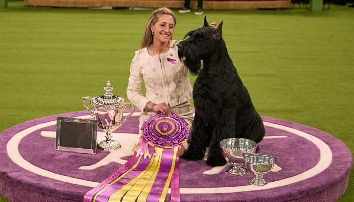 Giant Schnauzer becomes champion at Westminster Kennel Club Dog Show