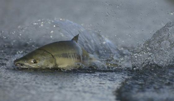27 ہزار سالمن مچھلیاں فرار، کمپنی کا فی مچھلی 45 ڈالر انعام کا اعلان 