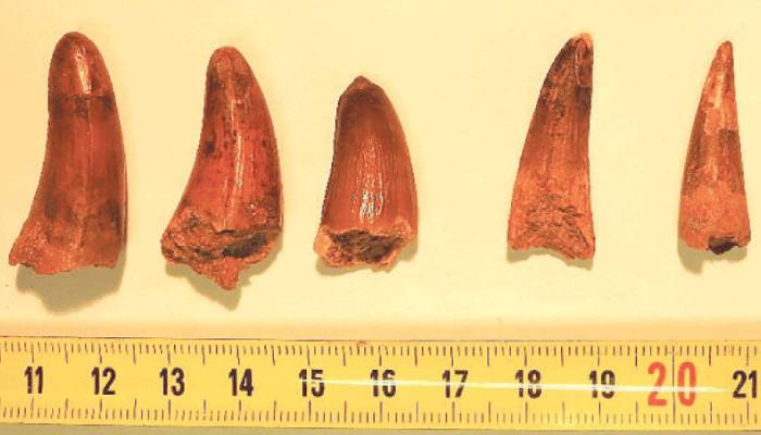 Nine dinosaur teeth discovered in Spanish truck near Italian border