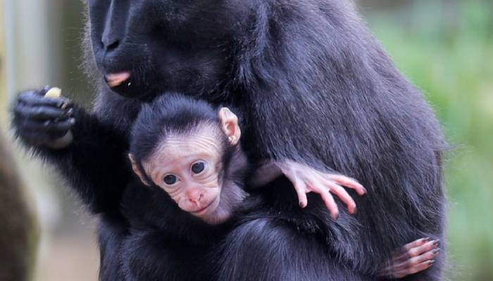 Rare monkey born at UK zoo gives hope for endangered species