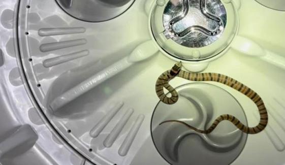 آسٹریلیا: واشنگ مشین سے دنیا کا زہریلا ترین سانپ نکل آیا