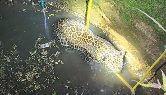 بھارت میں کنویں میں گرے تیندوے کو بچا لیا گیا