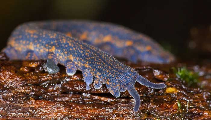 New Zealand’s living fossils wins Bug of the Year in fierce competition