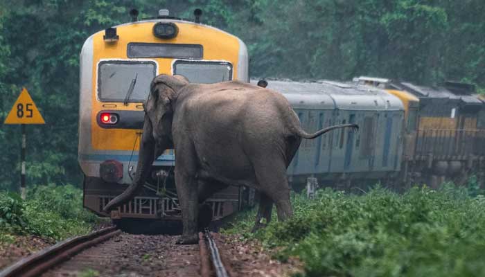 Train crash in Sri Lanka kills six elephants near wildlife sanctuary