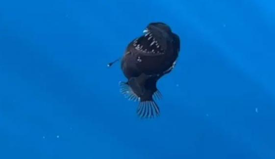 خوفناک بلیک سی ڈیول کی حیرت انگیز ویڈیو