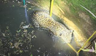 بھارت میں کنویں میں گرے تیندوے کو بچا لیا گیا 