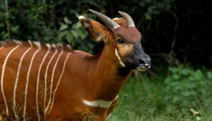 Critically endangered mountain bongos return to Kenya after decades