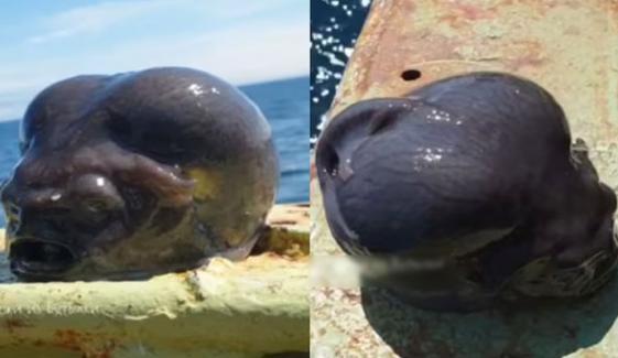 سمندر کی گہرائی سے عجیب مخلوق دریافت