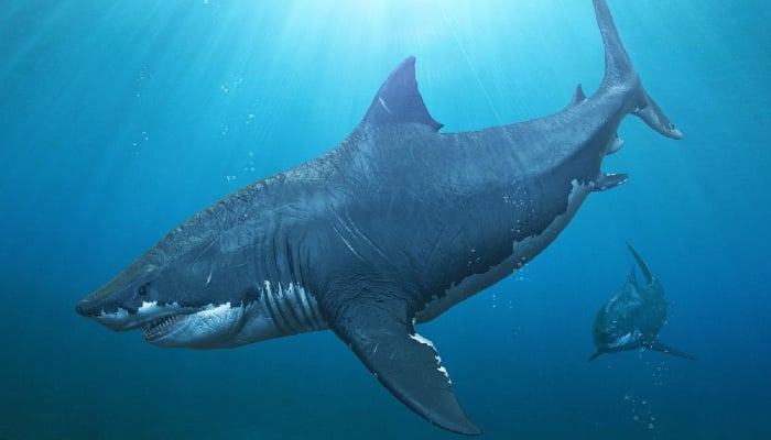 Biggest shark in history: Megalodon true size revealed