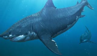 میگلوڈون شارک ہماری سوچ سے بڑی ہو سکتی ہے: تحقیق میں انکشاف