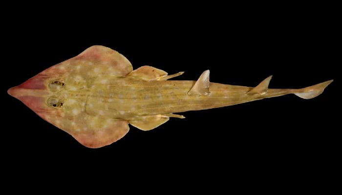 Guitar-shaped sharks, starfish, and more among 866 previously unknown marine species found