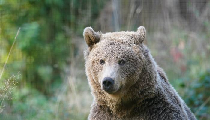 Bear with rare brain condition heals after groundbreaking surgery