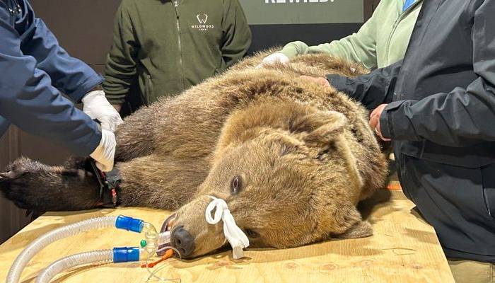 Bear with rare brain condition heals after groundbreaking surgery