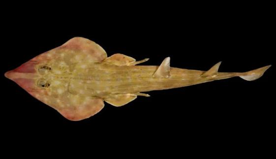 866 نئی سمندری انواع دریافت