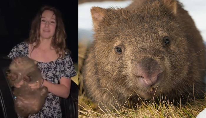 Sam Jones apologizes after wombat controversy sparks outrage in Australia