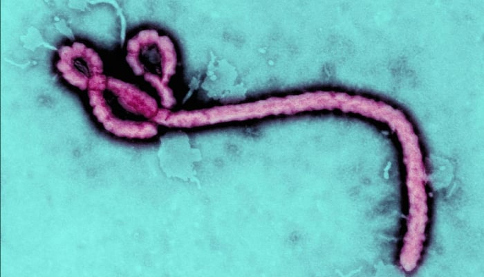 Ebola is a deadly virus which kills up to 90% of infected humans and animals