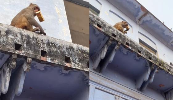 بندر نے رشوت لے کر موبائل واپس کر دیا، ویڈیو وائرل