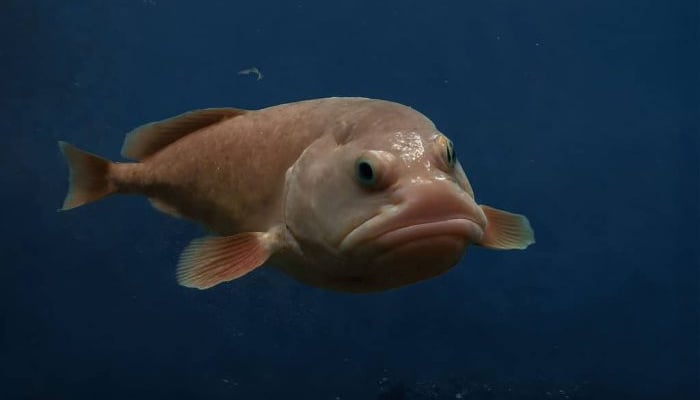 Blobfish goes from ‘ugliest’ to most loved: Wins New Zealands fish of year