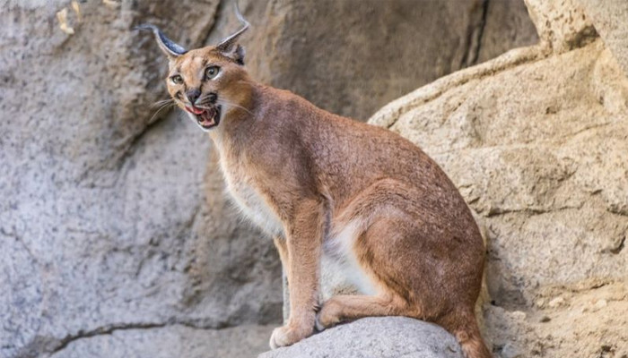 اسرائیلی فوجیوں کو زخمی کرنے والا جنگلی بِلا پکڑا گیا