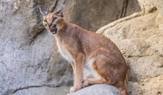 اسرائیلی فوجیوں کو زخمی کرنے والا جنگلی بِلا پکڑا گیا