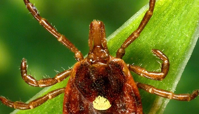 Rare red meat allergy from tick bites spreading in U.S.