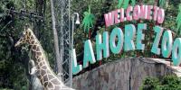 لاہور چڑیا گھر کا ٹکٹ 80 سے بڑھا کر 300 روپے کردیا گیا