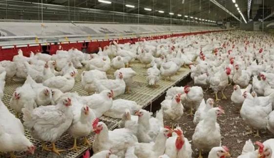 پاکستان میں سالانہ 200 انڈے دینے والی مرغیوں کی نئی نسل تیار