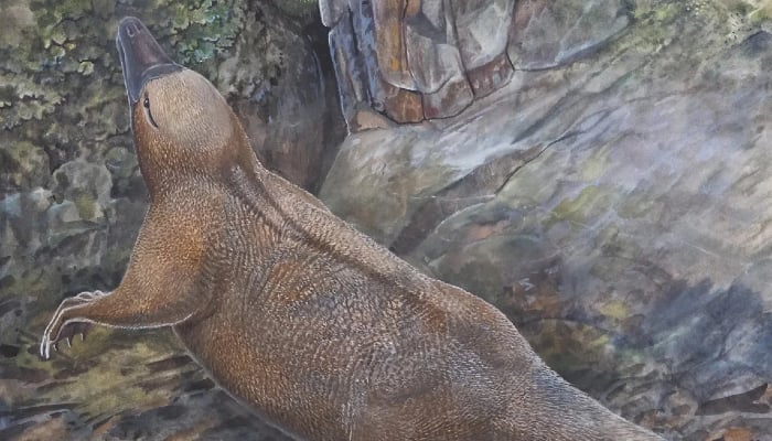 Fossil discovery shatters beliefs about egg-lying mamaml echidna’s ‘extremely rare’ evolution
