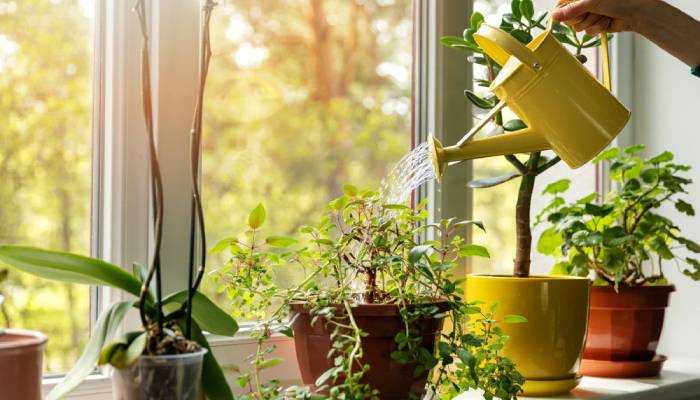 Essential tips to keep your plants safe in scorching heat