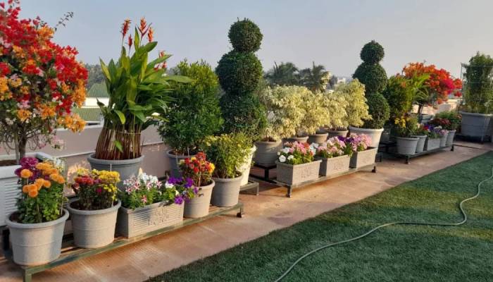 Essential tips to keep your plants safe in scorching heat